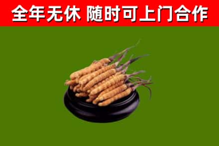 江海区烟酒回收冬虫夏草.jpg